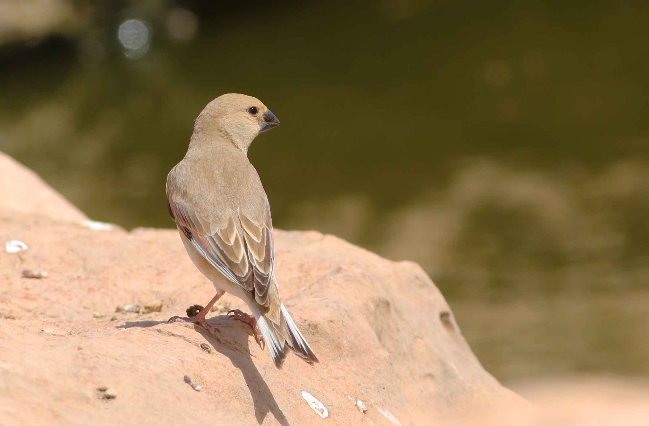 Desert Finch